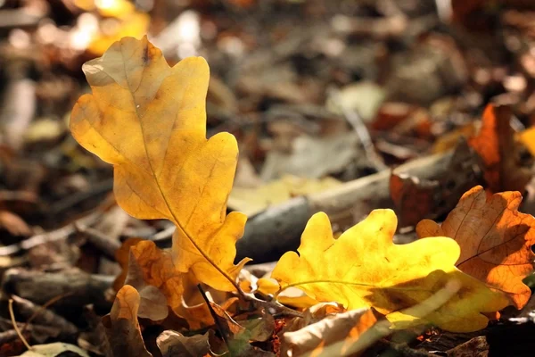 Foglie d'autunno ghiande di quercia — Foto Stock