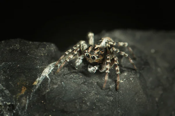 Spider jumper — Stock Image Spider jumper Royalty Free Stock Images