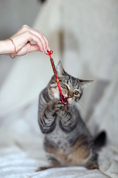 Gato cinzento engraçado Imagem De Stock
