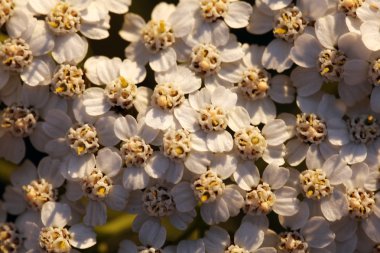 küçük beyaz çiçekler