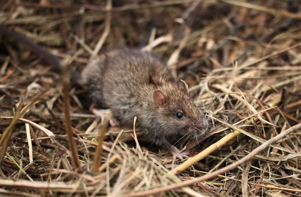 Grijze rat — Stockfoto