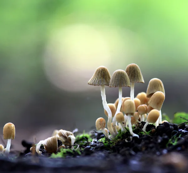 Cogumelos pequenos toadstools — Fotografia de Stock