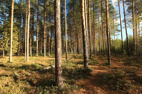 Kiefernwald — Stockfoto