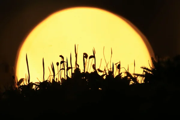 Zonsondergang in het veld — Stockfoto