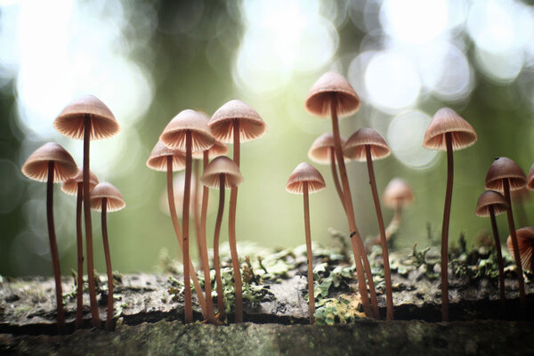 Small mushrooms toadstools