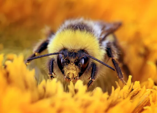 Bumble bee — Stockfoto