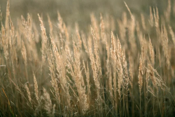 Herbe paysage d'automne — Photo