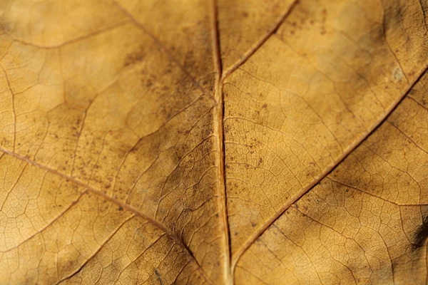 Žlutá dubový list — Stock fotografie