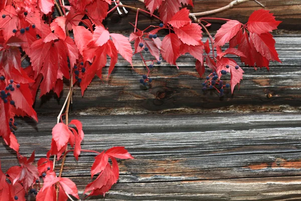 Folhas de videira vermelha — Fotografia de Stock