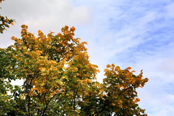 Árboles de otoño — Foto de Stock