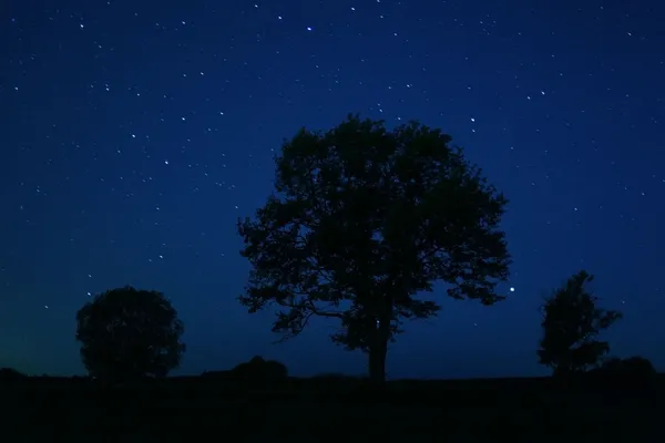 Albero solitario stelle notturne — Foto Stock