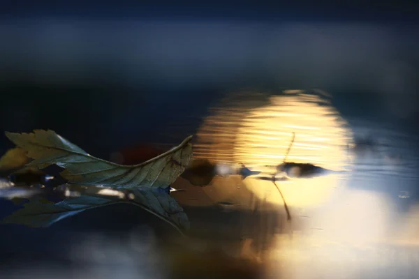 水たまりに黄色の葉 — ストック写真