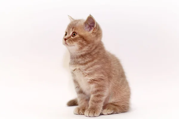 Malé kotě britské — Stock fotografie