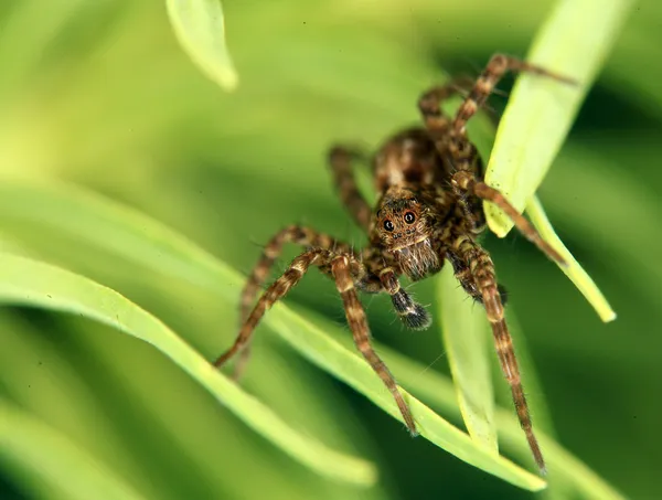 꽃 위의 거미 — 스톡 사진