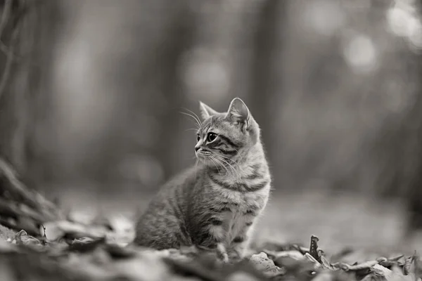 Chaton en feuilles jaunes — Photo