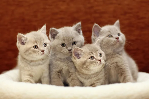 Серые британские котята — стоковое фото
