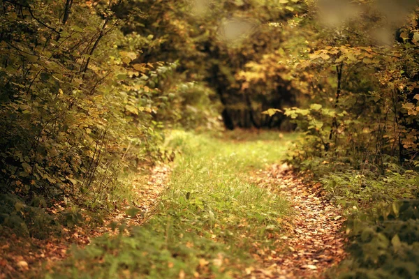 Sonbahar ormanlarında yol — Stok fotoğraf