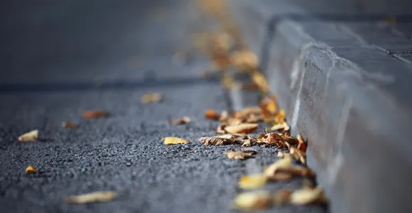 Feuilles jaunes tombées — Photo