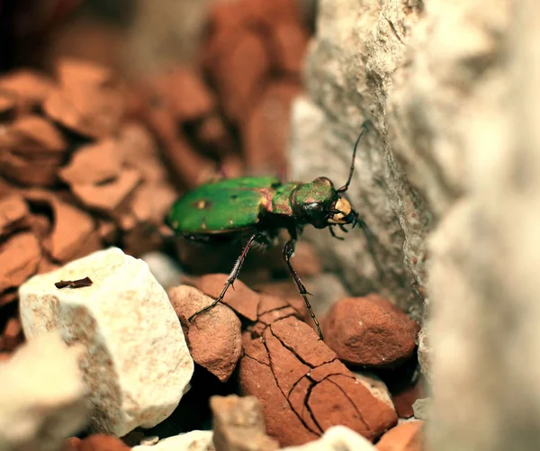 Green beetle — Stock Photo, Image