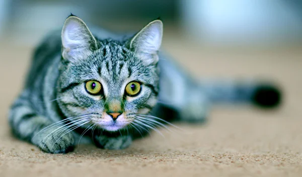 Vtipná šedá kočka — Stock fotografie