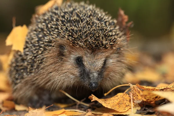 Egel — Stockfoto