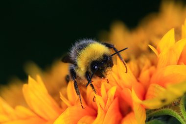 bir çiçek üzerinde Bumble bee
