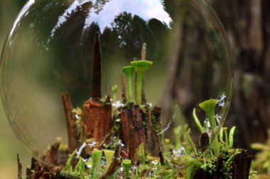 Makro moss'ın büyülü dünyasına