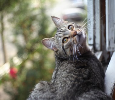 bir penceredeki İngiliz kedi