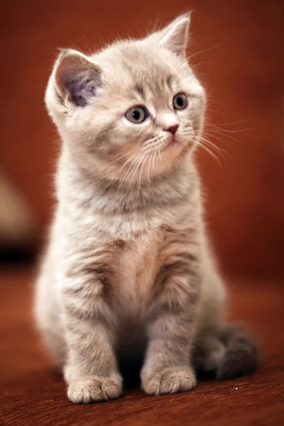 Cute little kitten British — Stock Photo, Image