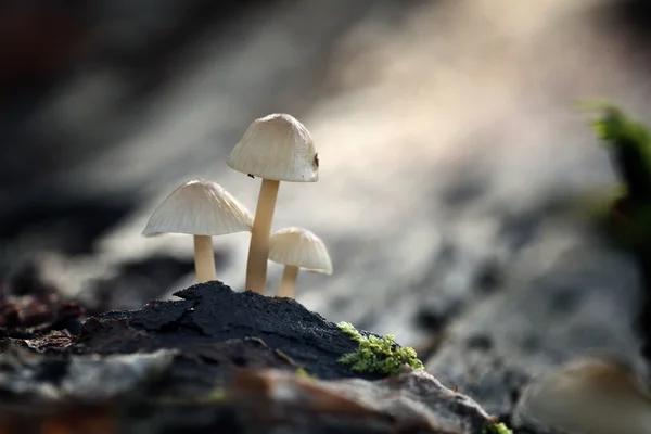 Мелкие ядовитые грибы — стоковое фото