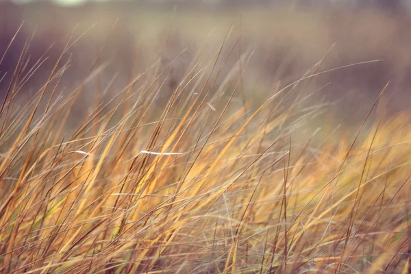 Çim sonbahar manzarası — Stok fotoğraf