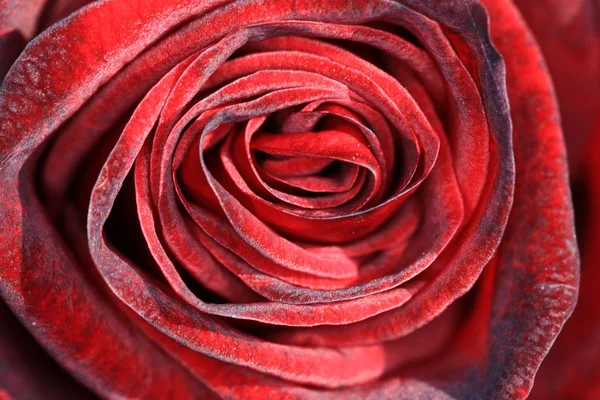 赤いバラのマクロ — ストック写真