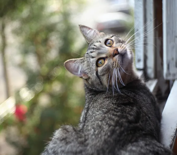 British cat on a window — Stock Photo, Image