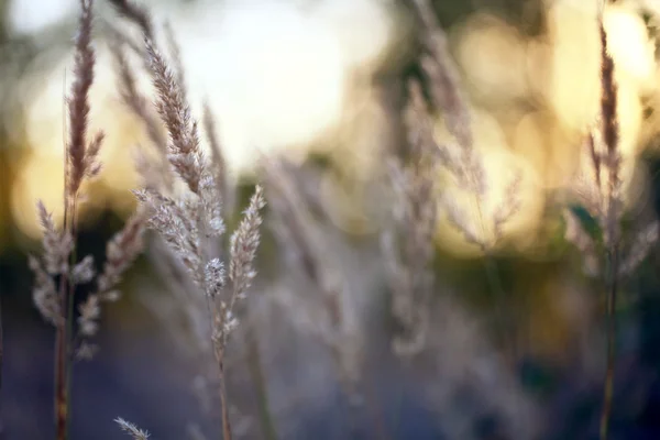 Coucher de soleil automne herbe — Photo