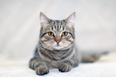 Komik gri kedi.