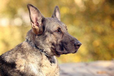 Alman çoban köpeği