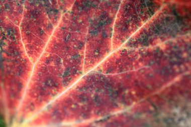 Kırmızı sonbahar yaprağı