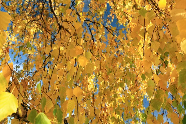 Ramo autunnale con foglie gialle — Foto Stock