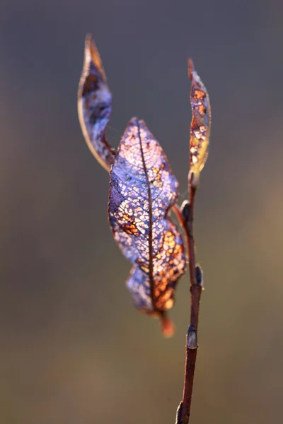 Blätter im letzten Herbst — Stockfoto
