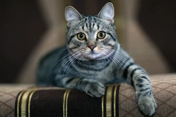 Funny gray cat on a sofa — Stock Photo, Image