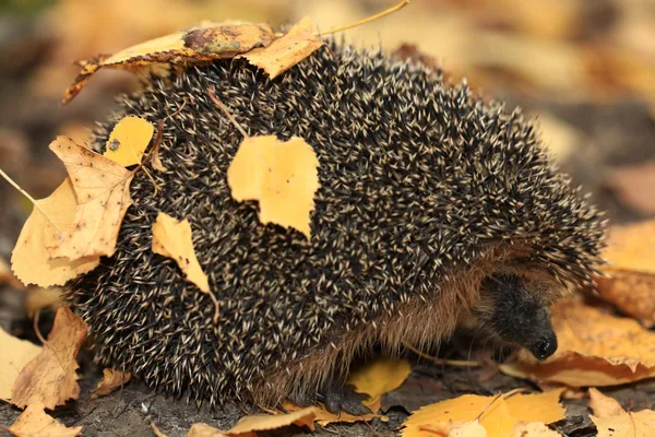 Hedgehog in the autumn forest — Stock Photo, Image