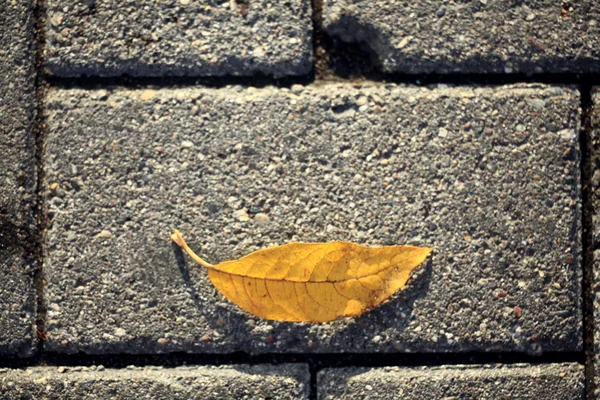 노란 단풍 잎 — 스톡 사진