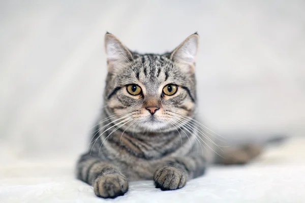 Funny gray cat — Stock Photo, Image