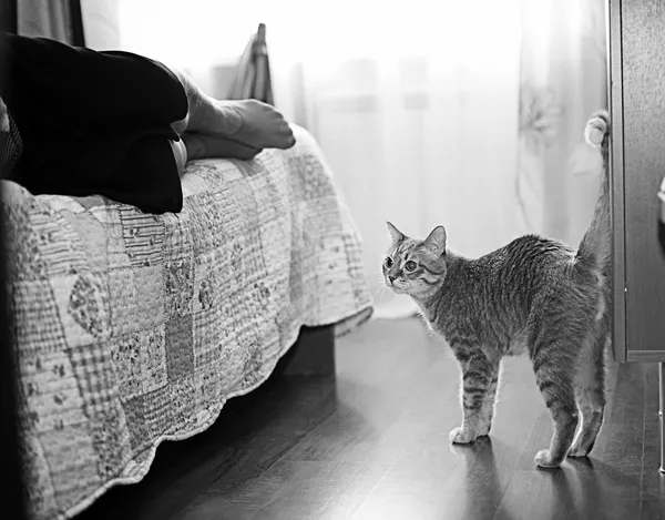 Кіт біля ліжка — стокове фото