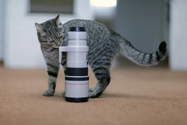 Cat and the camera lens — Stock Photo, Image