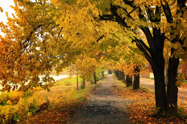 Parco autunnale con foglie gialle — Foto Stock