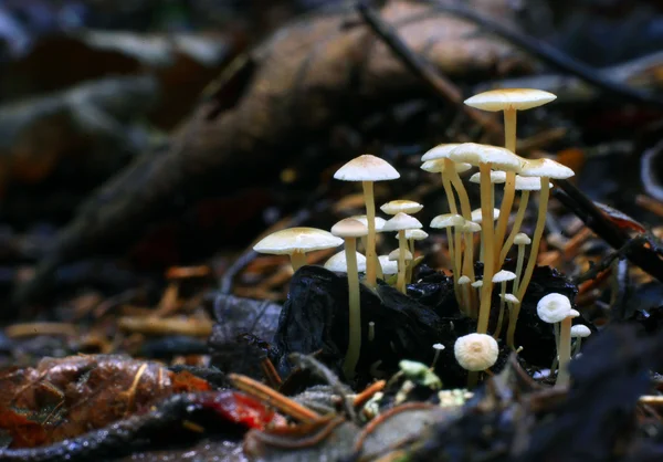 Liten svamp svampar — Stockfoto