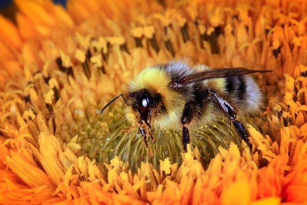 Bumble abeja en una flor — Foto de Stock