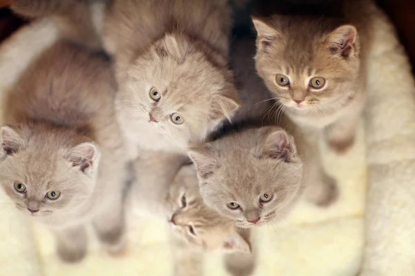 Gray British kittens