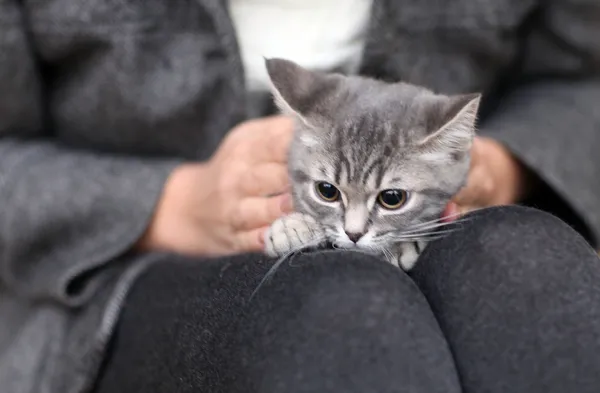 Kleine kitten op haar schoot — Stockfoto